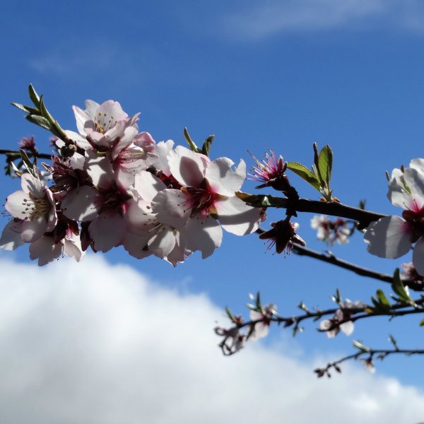 Almond Blossom Trail