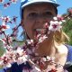 Almong Blossom Blog